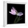 Pink Tulip 3-Magda Indigo-Framed Photographic Print