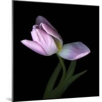 Pink Tulip 3-Magda Indigo-Mounted Photographic Print
