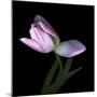 Pink Tulip 3-Magda Indigo-Mounted Photographic Print