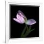 Pink Tulip 3-Magda Indigo-Framed Photographic Print