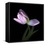 Pink Tulip 3-Magda Indigo-Framed Stretched Canvas