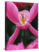 Pink Tulip Close-Up-George Lepp-Stretched Canvas