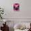 Pink Tulip Close-Up-George Lepp-Stretched Canvas displayed on a wall