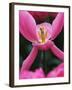 Pink Tulip Close-Up-George Lepp-Framed Photographic Print