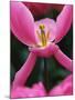 Pink Tulip Close-Up-George Lepp-Mounted Photographic Print