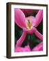 Pink Tulip Close-Up-George Lepp-Framed Photographic Print