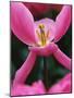 Pink Tulip Close-Up-George Lepp-Mounted Photographic Print