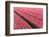 Pink Tulip Field in the Polder, Netherlands-Fotografiecor-Framed Photographic Print