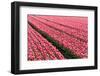 Pink Tulip Field in the Polder, Netherlands-Fotografiecor-Framed Photographic Print