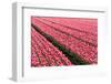 Pink Tulip Field in the Polder, Netherlands-Fotografiecor-Framed Photographic Print