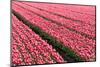 Pink Tulip Field in the Polder, Netherlands-Fotografiecor-Mounted Photographic Print