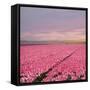 Pink Tulip Fields-Cora Niele-Framed Stretched Canvas