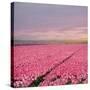 Pink Tulip Fields-Cora Niele-Stretched Canvas