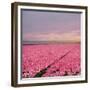 Pink Tulip Fields-Cora Niele-Framed Giclee Print