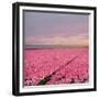 Pink Tulip Fields-Cora Niele-Framed Giclee Print