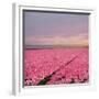 Pink Tulip Fields-Cora Niele-Framed Giclee Print