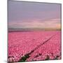 Pink Tulip Fields-Cora Niele-Mounted Giclee Print