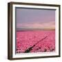 Pink Tulip Fields-Cora Niele-Framed Giclee Print