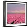 Pink Tulip Fields-Cora Niele-Framed Giclee Print