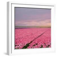 Pink Tulip Fields-Cora Niele-Framed Giclee Print