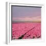 Pink Tulip Fields-Cora Niele-Framed Giclee Print