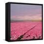 Pink Tulip Fields-Cora Niele-Framed Stretched Canvas