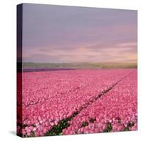 Pink Tulip Fields-Cora Niele-Stretched Canvas