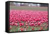 Pink Tulip Hill-Dana Styber-Framed Stretched Canvas