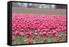 Pink Tulip Hill-Dana Styber-Framed Stretched Canvas