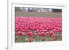 Pink Tulip Hill-Dana Styber-Framed Photographic Print