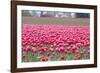 Pink Tulip Hill-Dana Styber-Framed Photographic Print