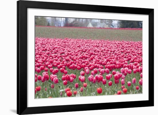 Pink Tulip Hill-Dana Styber-Framed Photographic Print