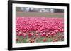 Pink Tulip Hill-Dana Styber-Framed Photographic Print