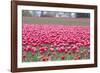 Pink Tulip Hill-Dana Styber-Framed Photographic Print