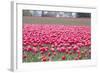 Pink Tulip Hill-Dana Styber-Framed Photographic Print