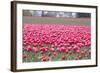 Pink Tulip Hill-Dana Styber-Framed Photographic Print