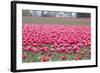 Pink Tulip Hill-Dana Styber-Framed Photographic Print