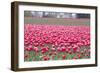 Pink Tulip Hill-Dana Styber-Framed Photographic Print