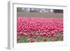 Pink Tulip Hill-Dana Styber-Framed Photographic Print