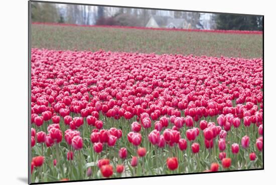 Pink Tulip Hill-Dana Styber-Mounted Photographic Print