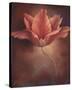 Pink Tulip I-Louise Montillio-Stretched Canvas