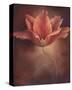 Pink Tulip I-Louise Montillio-Stretched Canvas