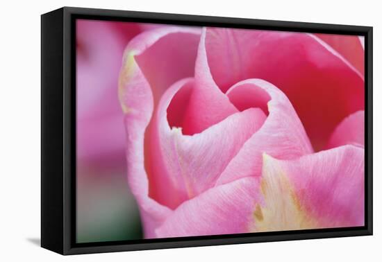 Pink Tulip I-Dana Styber-Framed Stretched Canvas