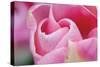 Pink Tulip I-Dana Styber-Stretched Canvas