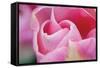 Pink Tulip I-Dana Styber-Framed Stretched Canvas