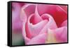 Pink Tulip I-Dana Styber-Framed Stretched Canvas