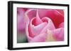 Pink Tulip I-Dana Styber-Framed Photographic Print