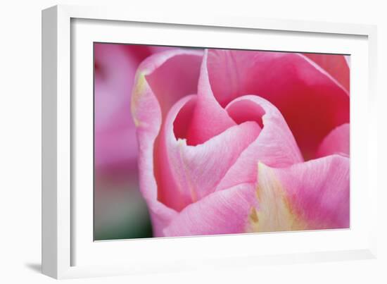 Pink Tulip I-Dana Styber-Framed Photographic Print