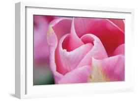 Pink Tulip I-Dana Styber-Framed Photographic Print