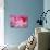 Pink Tulip I-Dana Styber-Photographic Print displayed on a wall